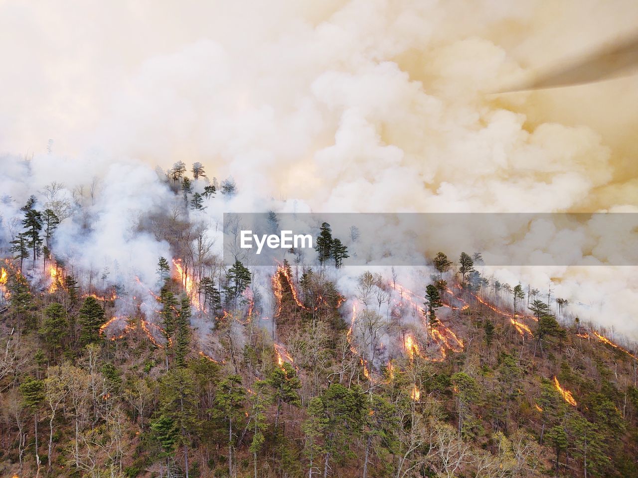 Panoramic view of fire in forest