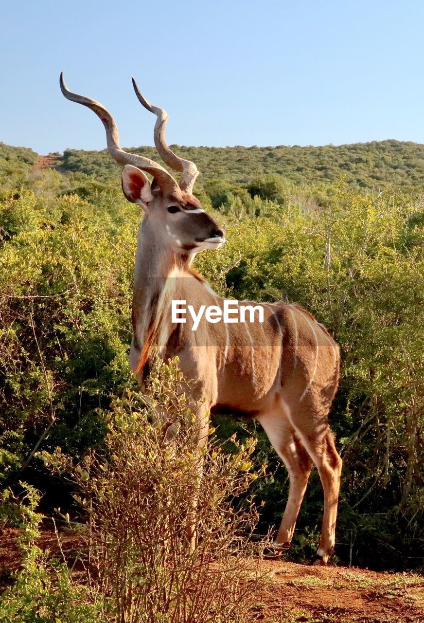 DEER STANDING IN FIELD