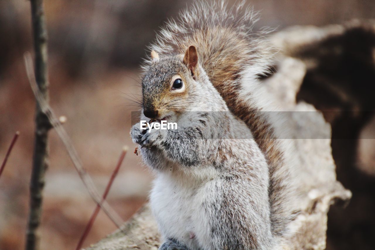 A squirrel eating a walnut 