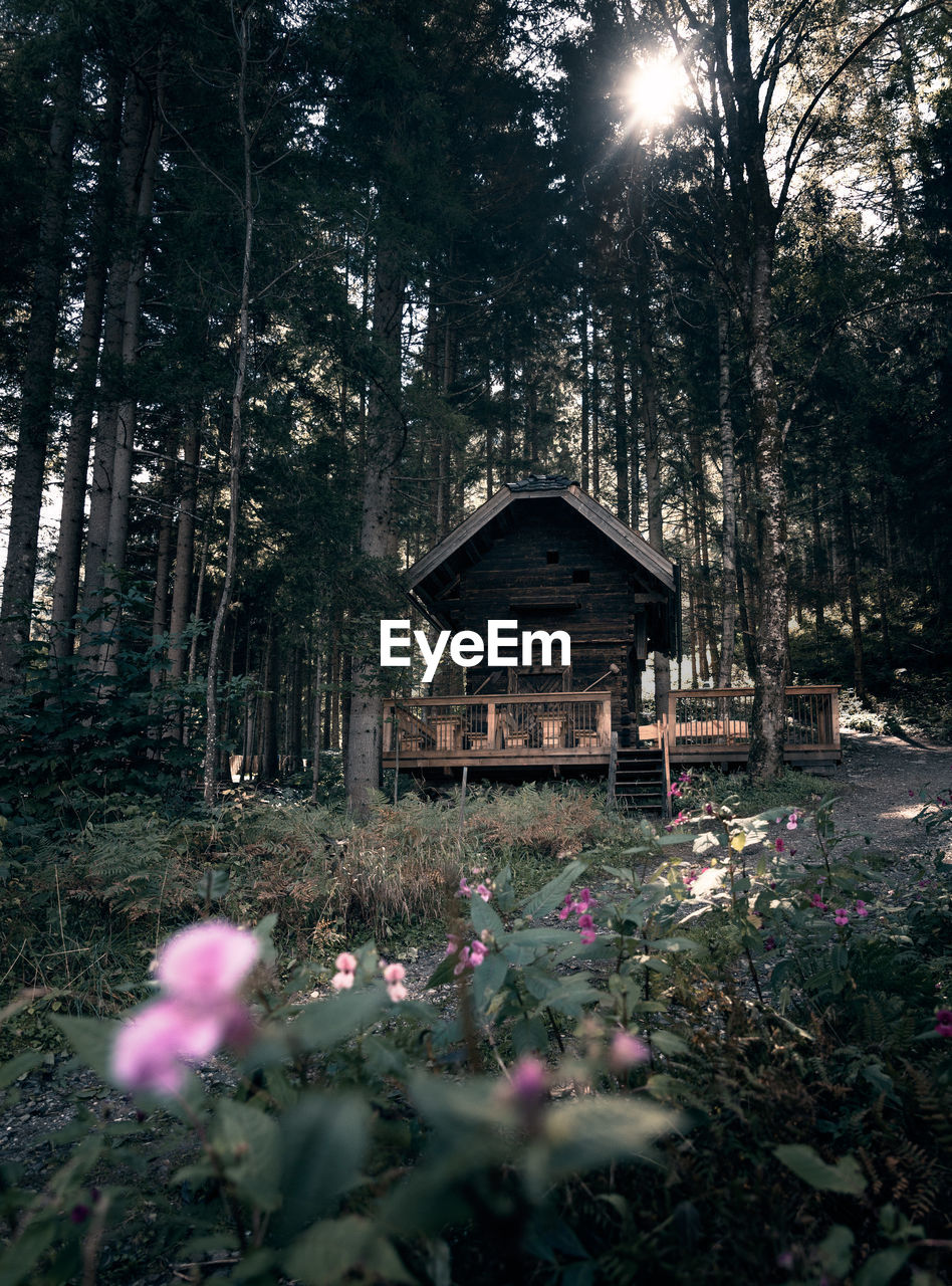 FLOWERING PLANTS IN FOREST