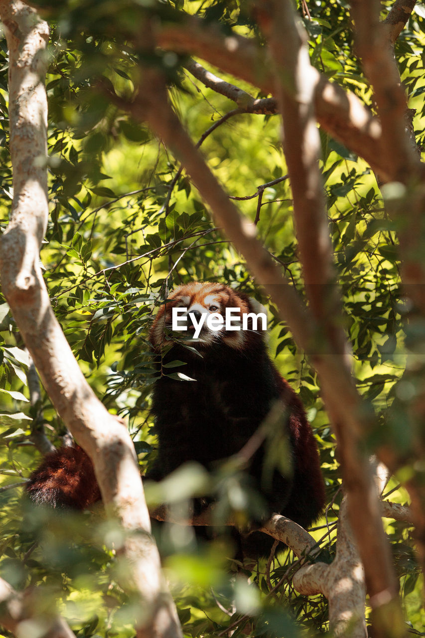 Red panda on tree branch