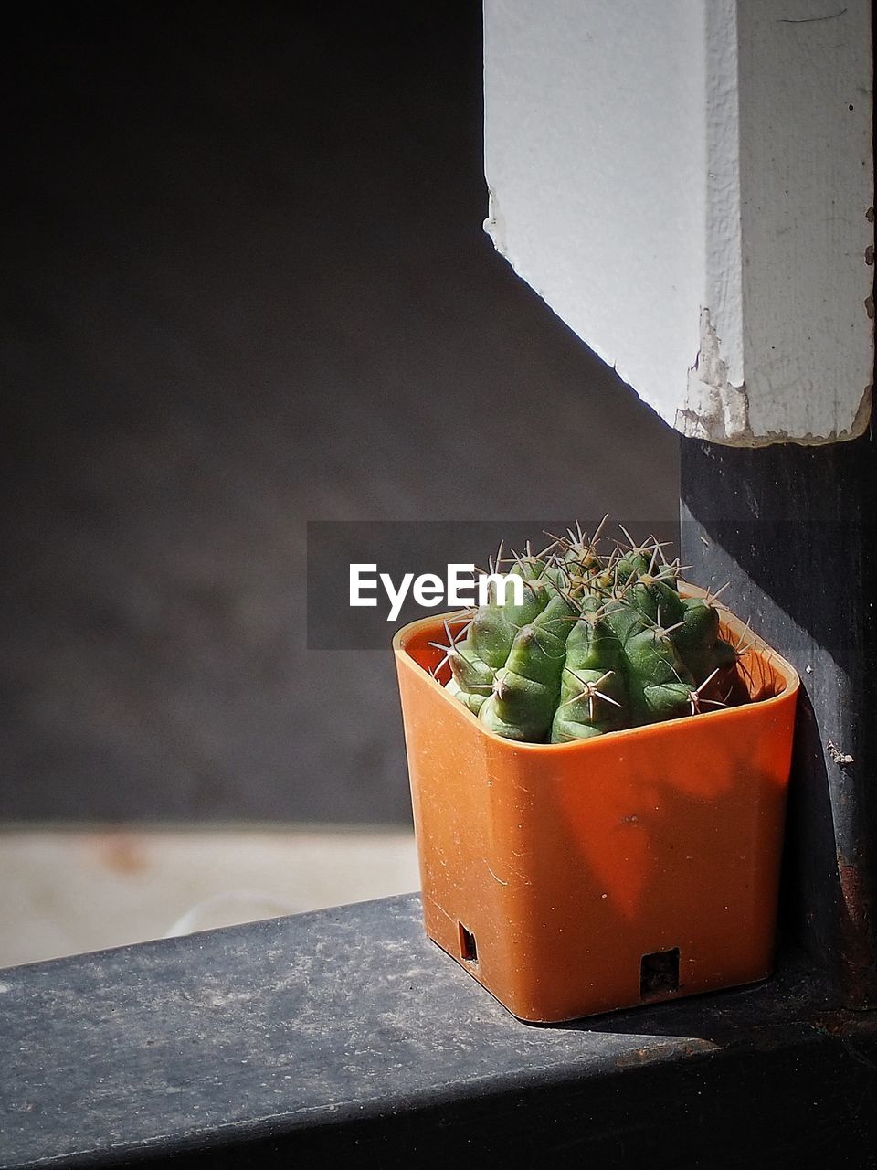 HIGH ANGLE VIEW OF POTTED CACTUS PLANT ON POT