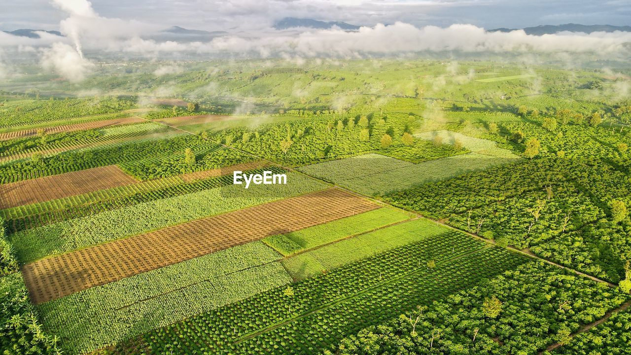 High angle view of agricultural field