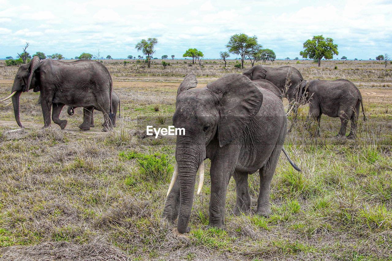 Wild african elephants in mikumi national park in tanzania in africa