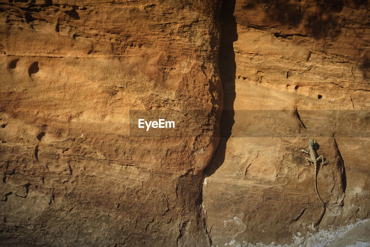 Full frame shot of tree trunk