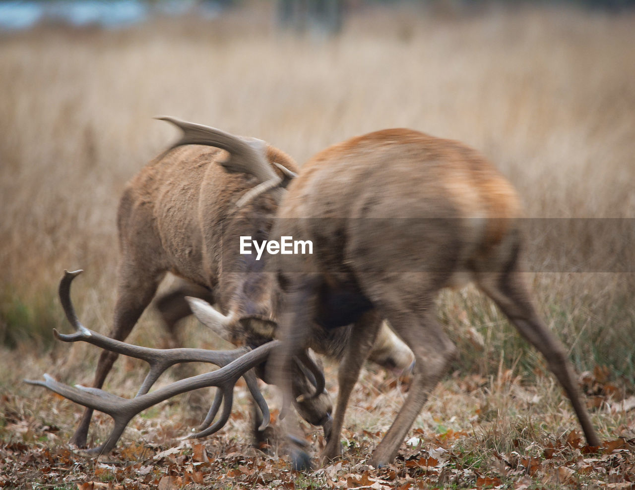 Red deer richmond 