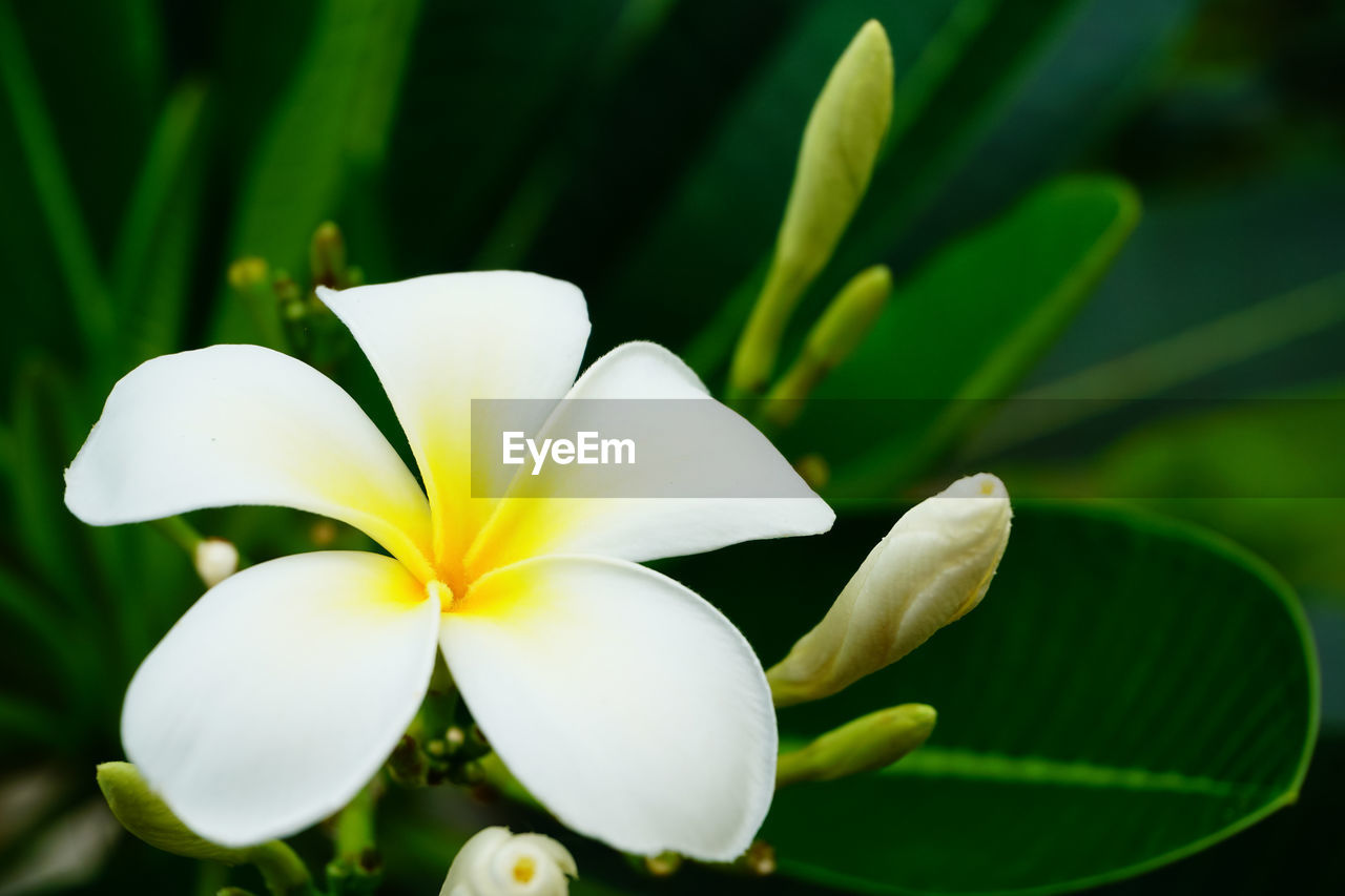 Close-up of white flowering plant