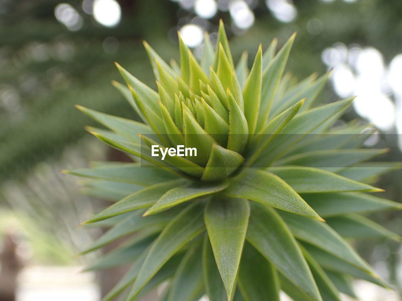 Close-up of fresh green plant