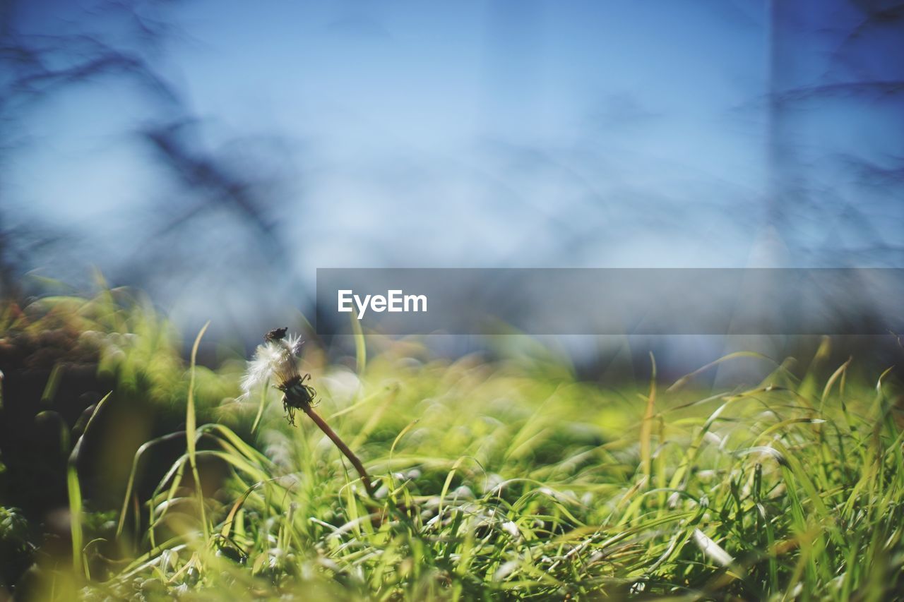 CLOSE-UP OF GRASS IN FIELD