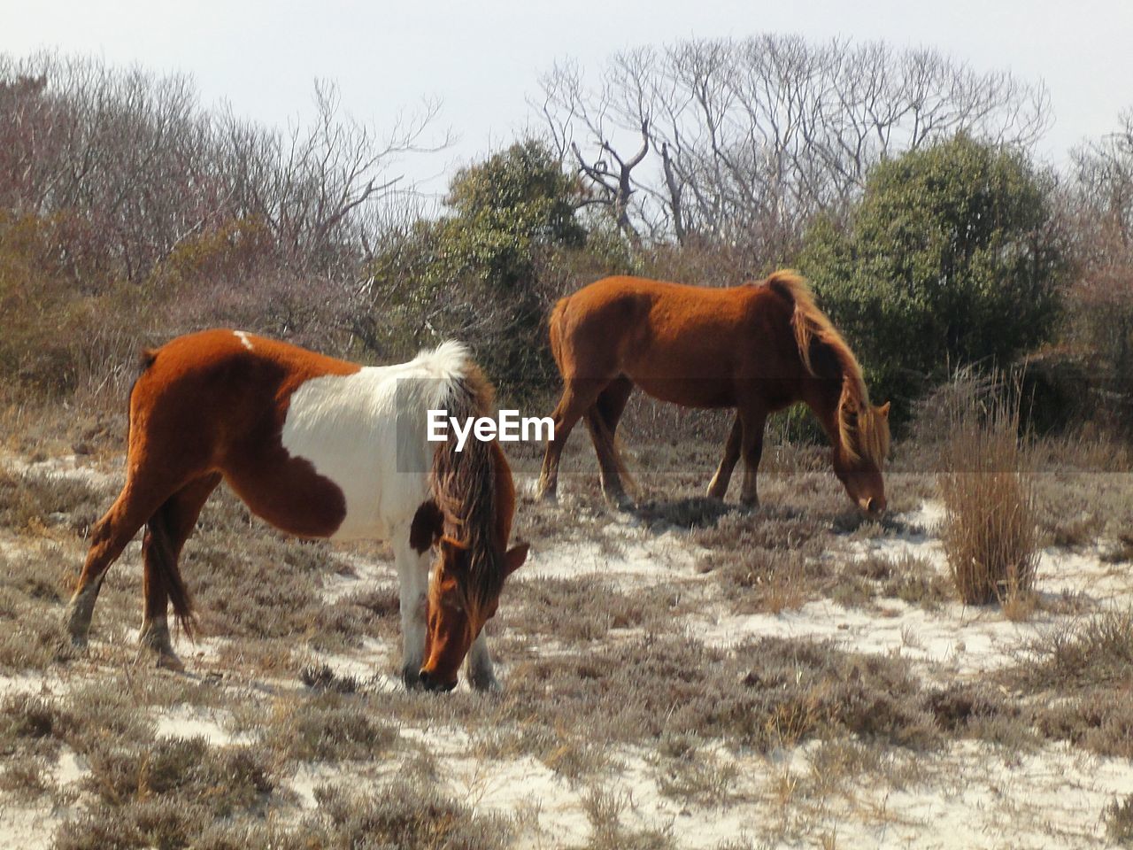 Side view of horses grazing on landscape