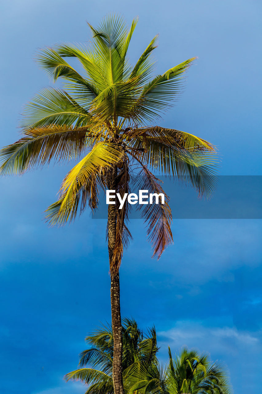 Top of coconut palm with unripe yellow coconuts,ready to eat against a blue sky in sunny weather