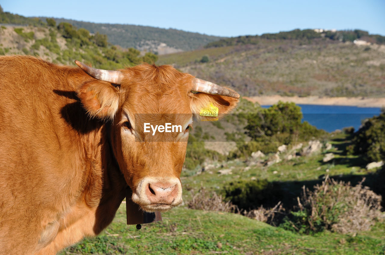Cow on landscape