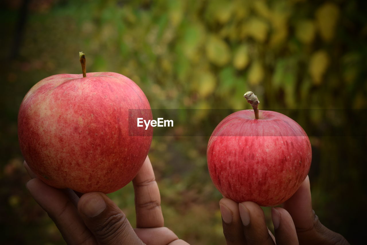 CLOSE-UP OF PERSON HAND HOLDING APPLE