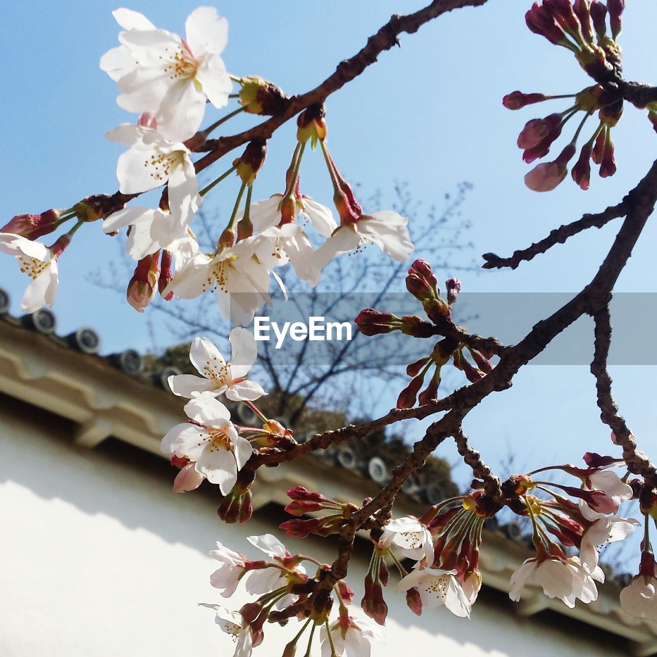 High angle view of cherry blossom tree