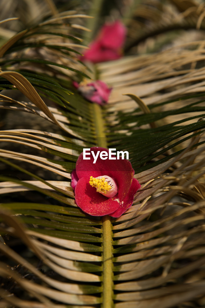 Close-up of red flowering plant