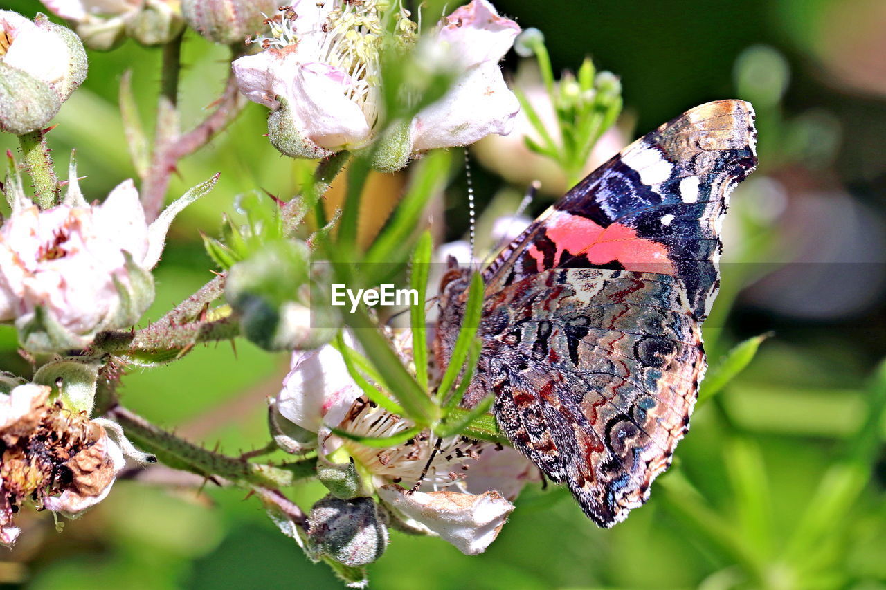 CLOSE-UP OF BUTTERFLY ON PURPLE FLOWERING PLANT