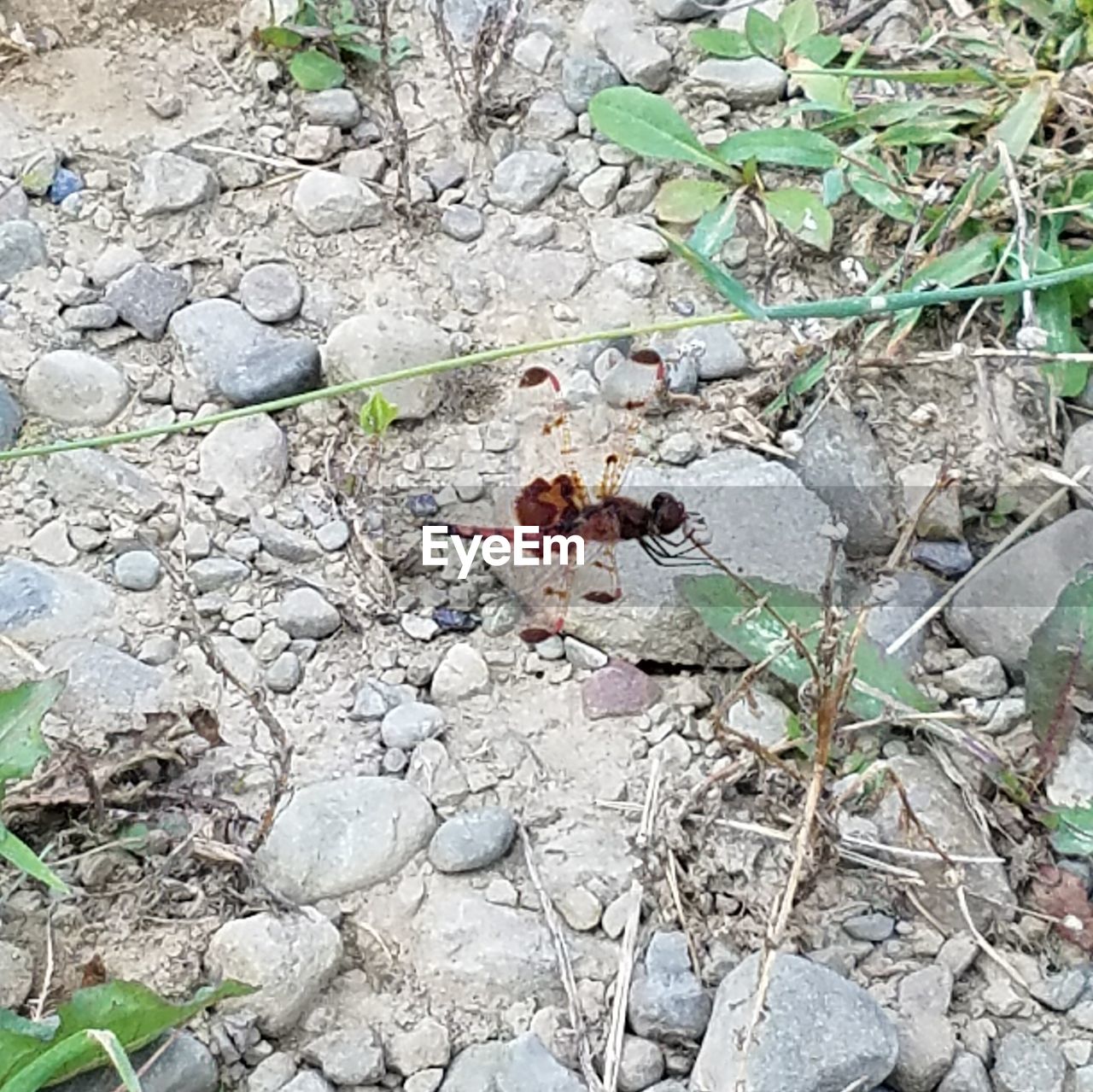 HIGH ANGLE VIEW OF CATERPILLAR ON PLANT