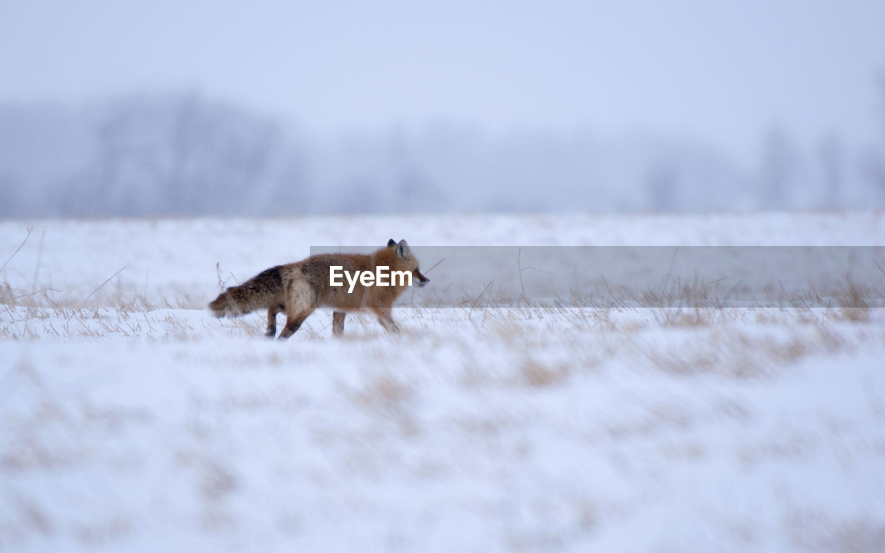 Side view of fox walking on snowy land during winter