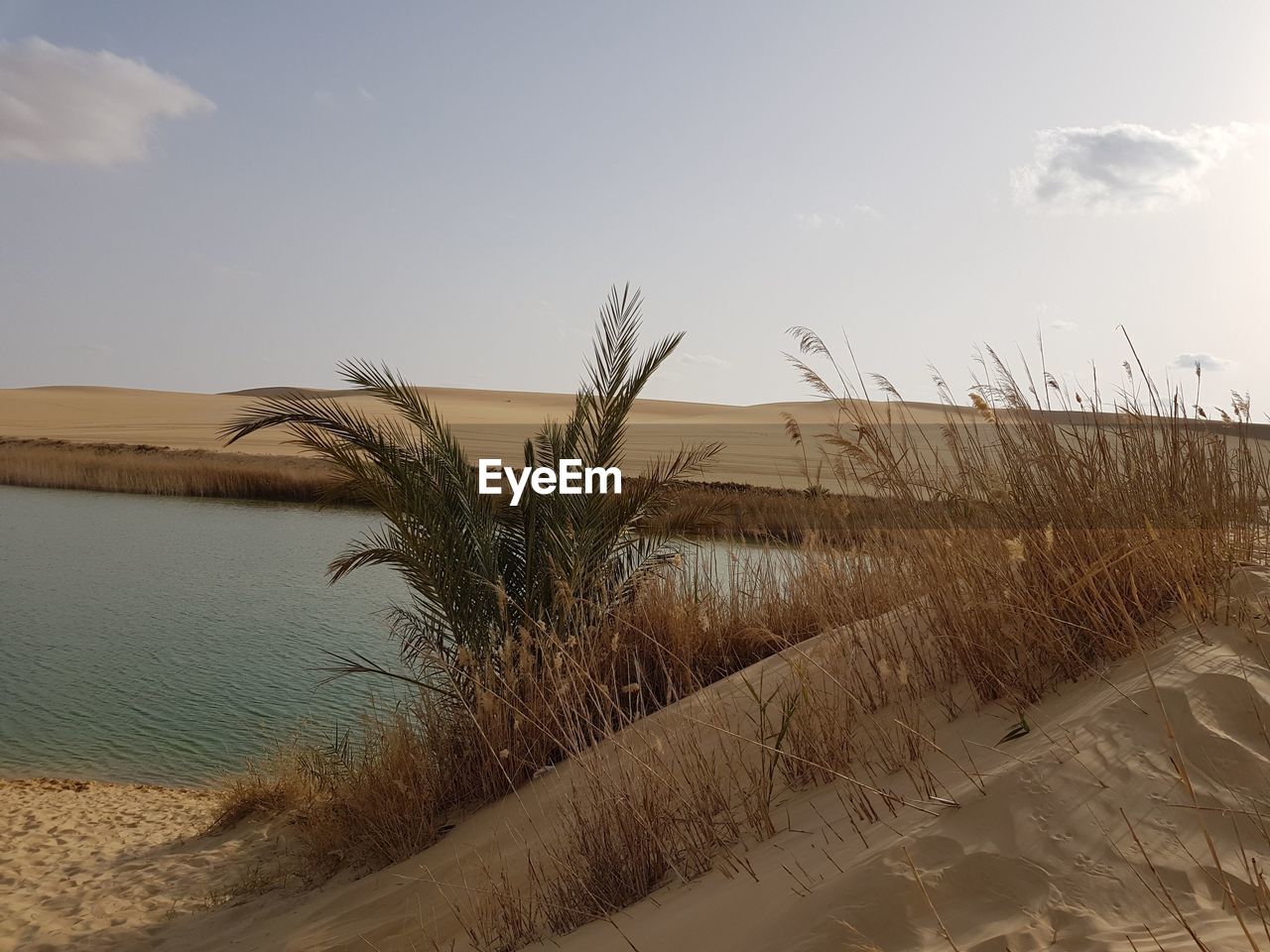 PLANTS GROWING ON SAND AGAINST SKY