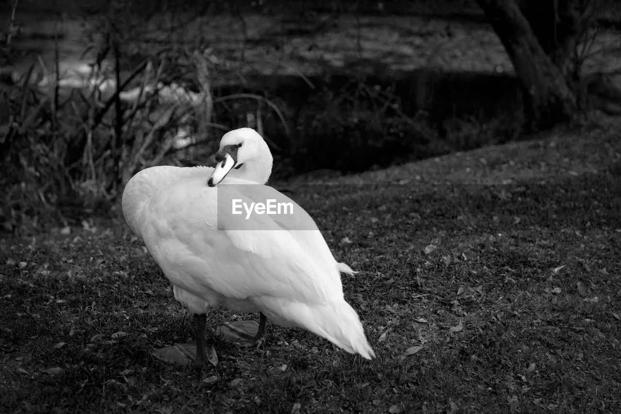 WHITE SWAN ON FIELD