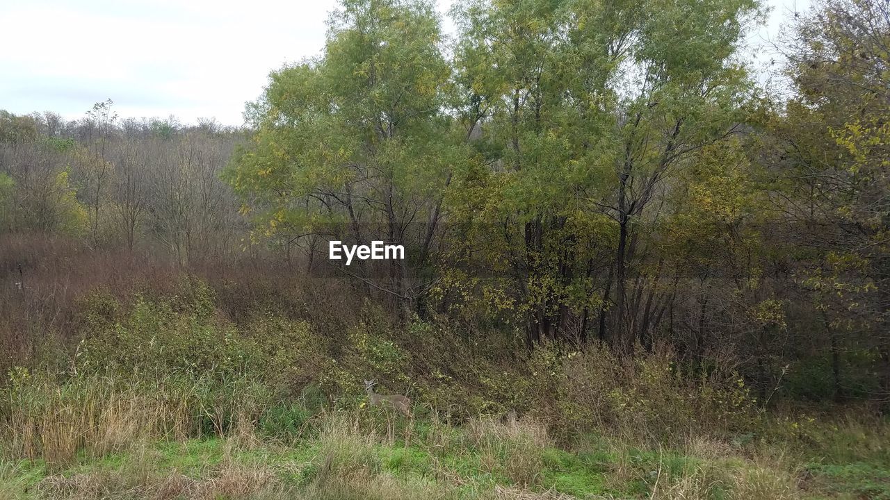 SCENIC VIEW OF FOREST