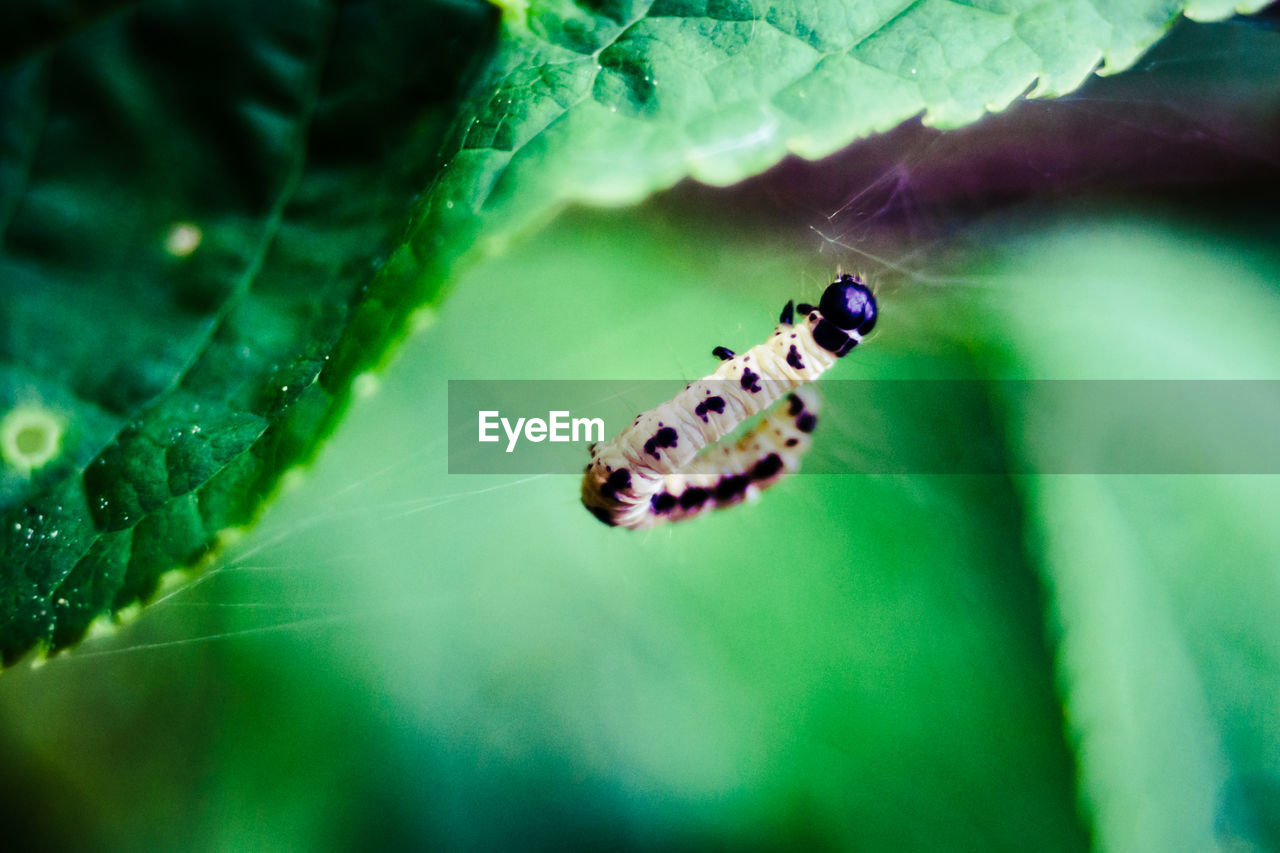 INSECT ON LEAF