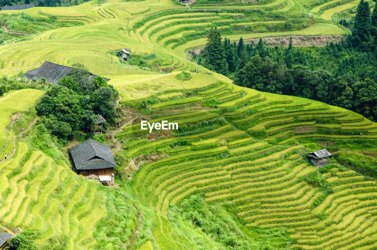 Scenic view of rice paddy