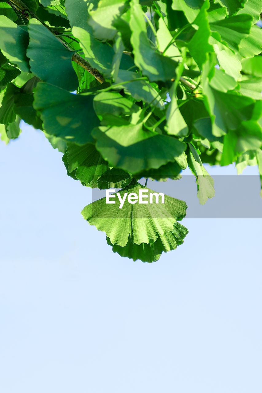 CLOSE-UP OF GREEN LEAVES ON PLANT AGAINST CLEAR SKY