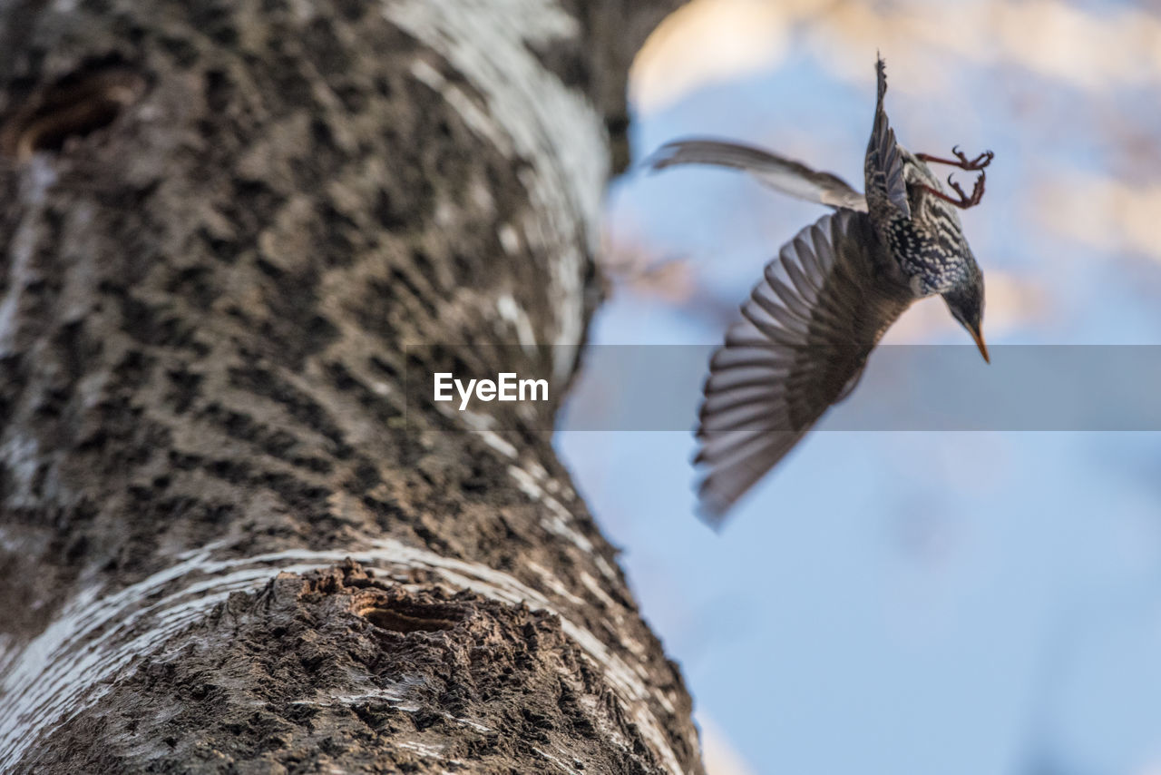 LOW ANGLE VIEW OF BIRD FLYING AGAINST SKY