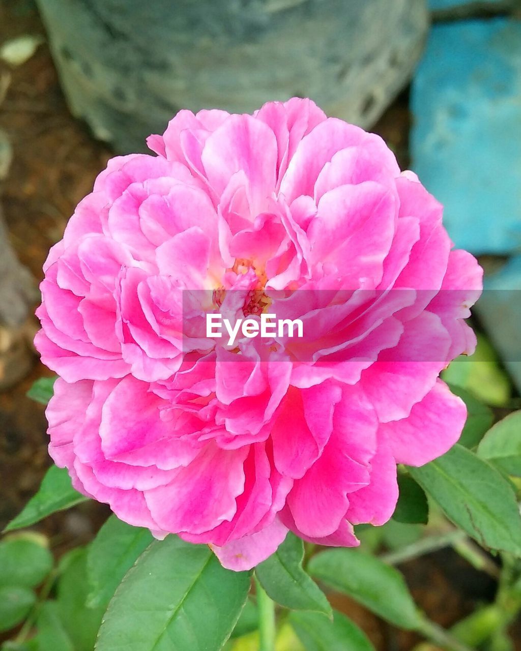 CLOSE-UP OF BEE ON PINK FLOWERS