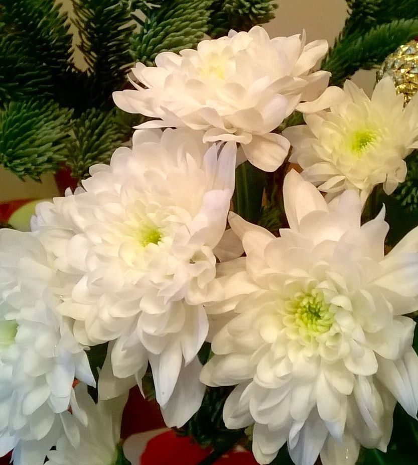 CLOSE-UP OF WHITE FLOWERS BLOOMING OUTDOORS