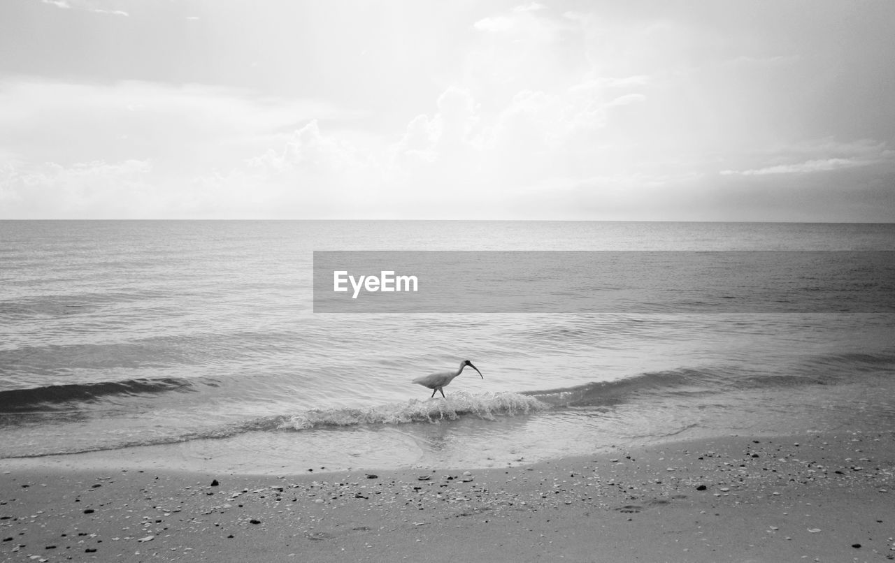 Bird walking on waves at beach against sky