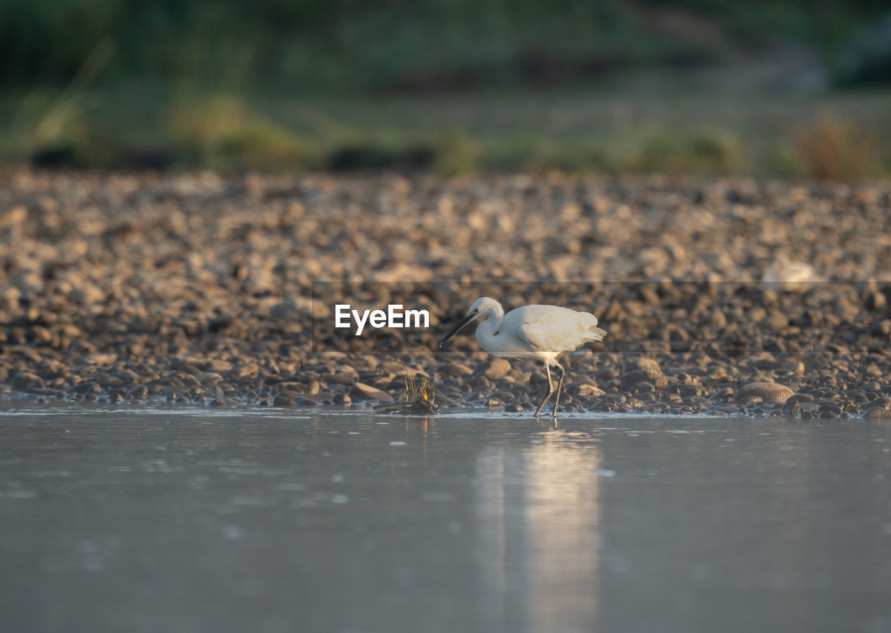 animal themes, animal, animal wildlife, wildlife, bird, nature, one animal, water, reflection, no people, selective focus, day, outdoors, morning