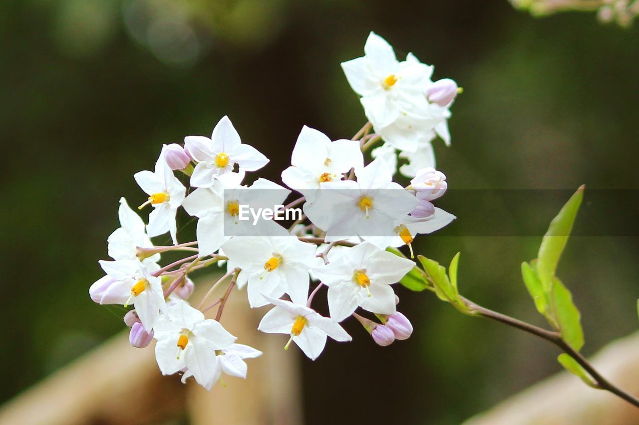 Close-up of white flowers blooming outdoors