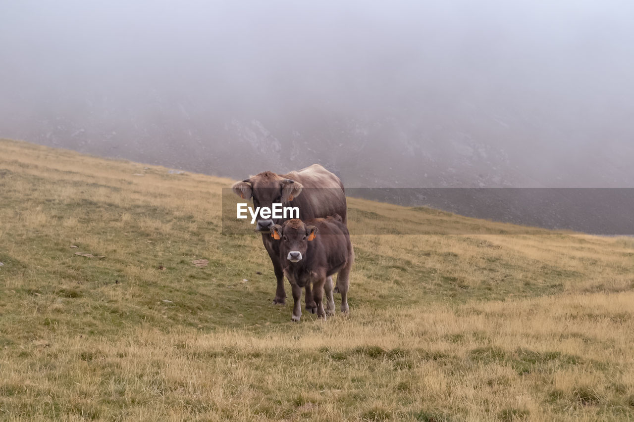 Family of cows in the clouds