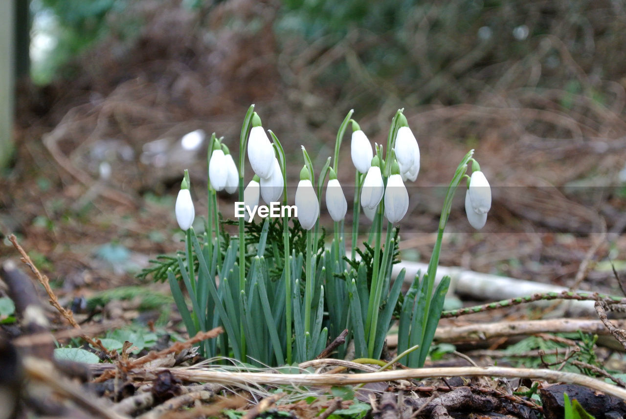 Close up of white snowdrops