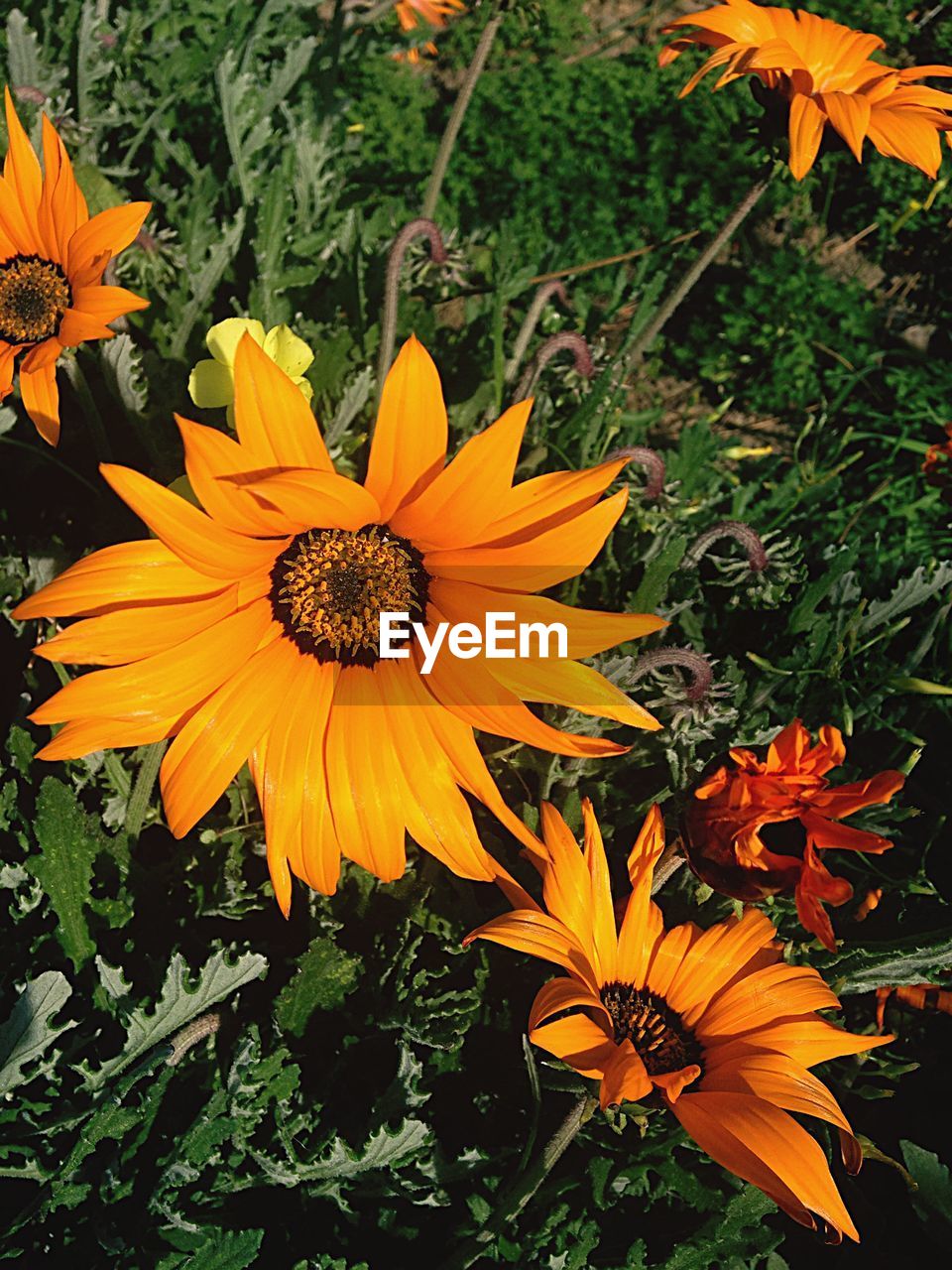 CLOSE-UP OF YELLOW FLOWER