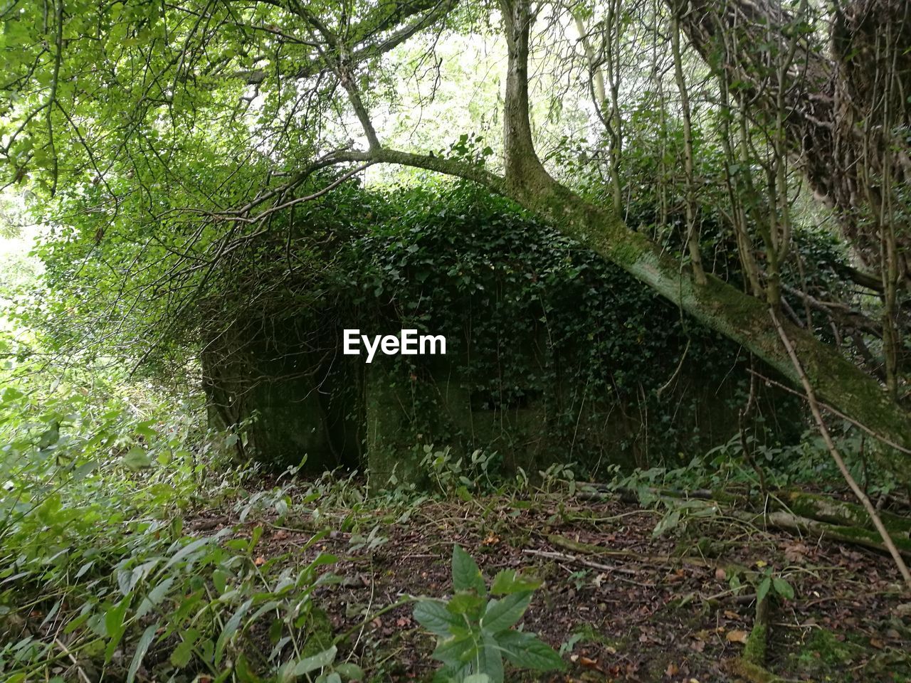 LOW ANGLE VIEW OF TREE AGAINST PLANTS