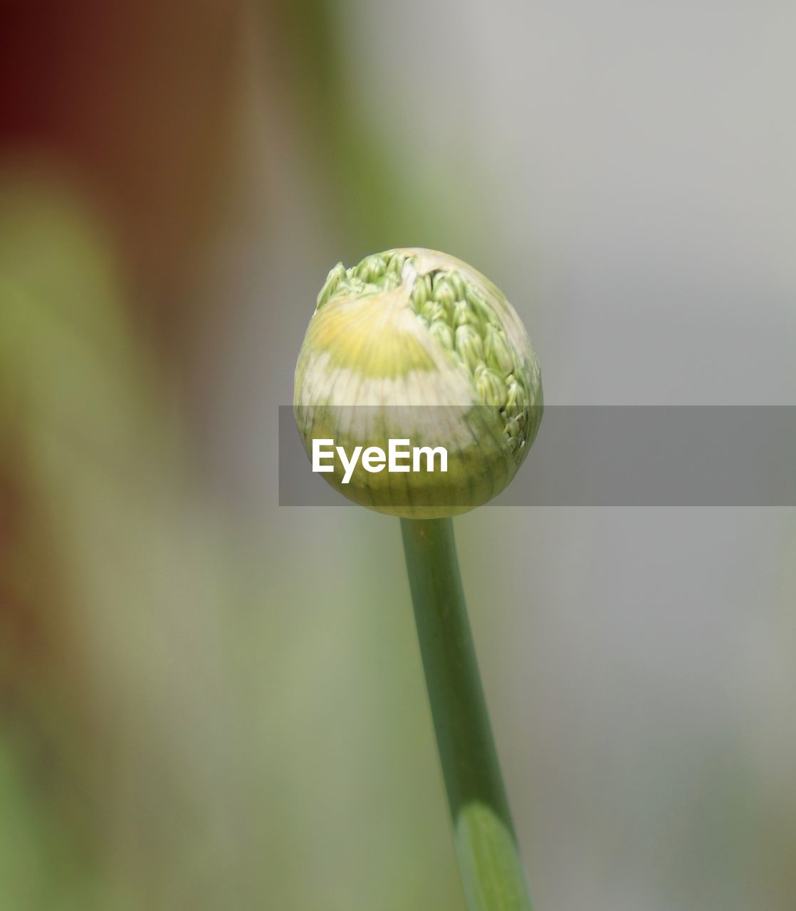 Close-up of green bud growing outdoors