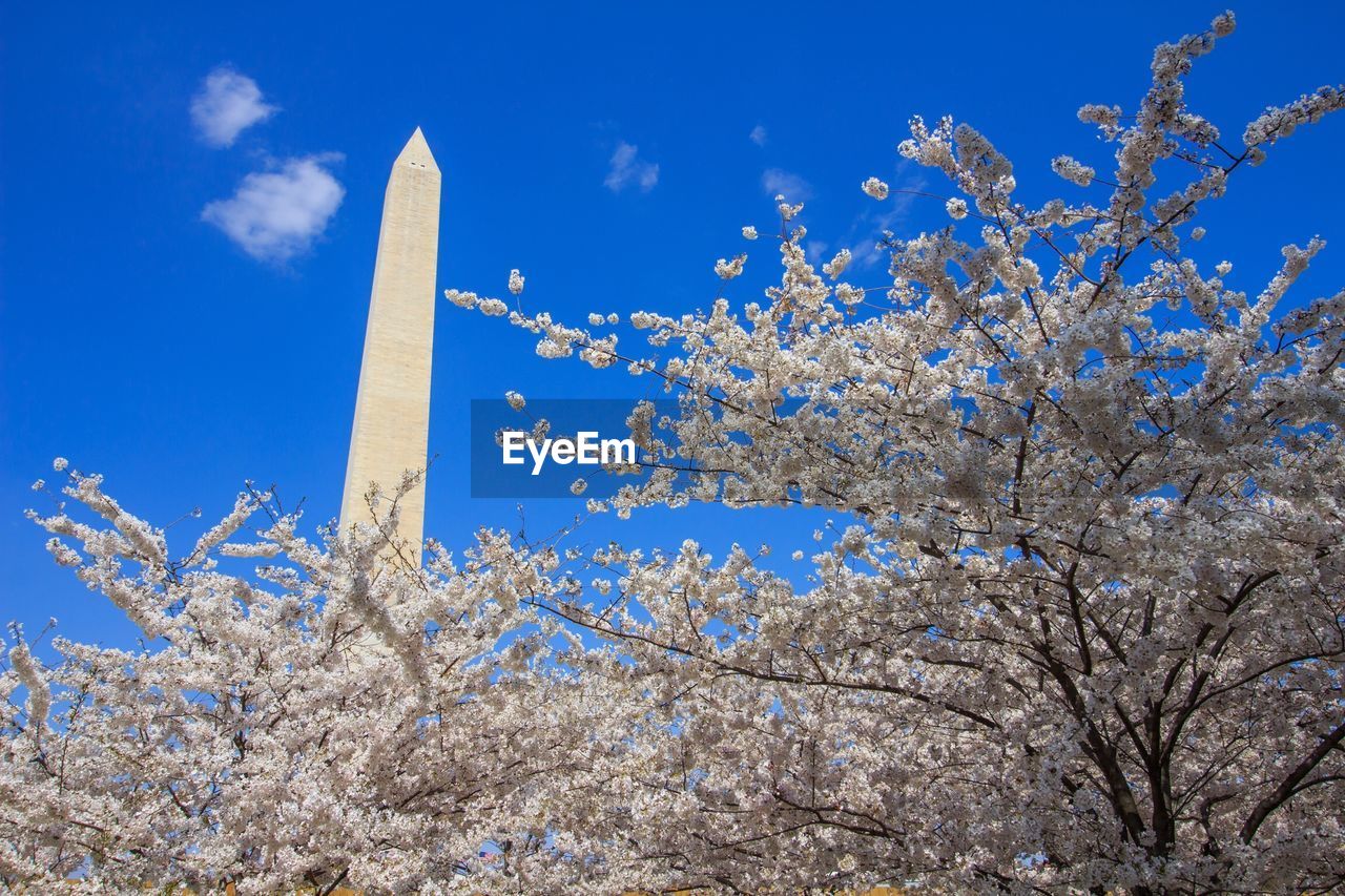 LOW ANGLE VIEW OF FLOWERING TREE AGAINST BLUE SKY