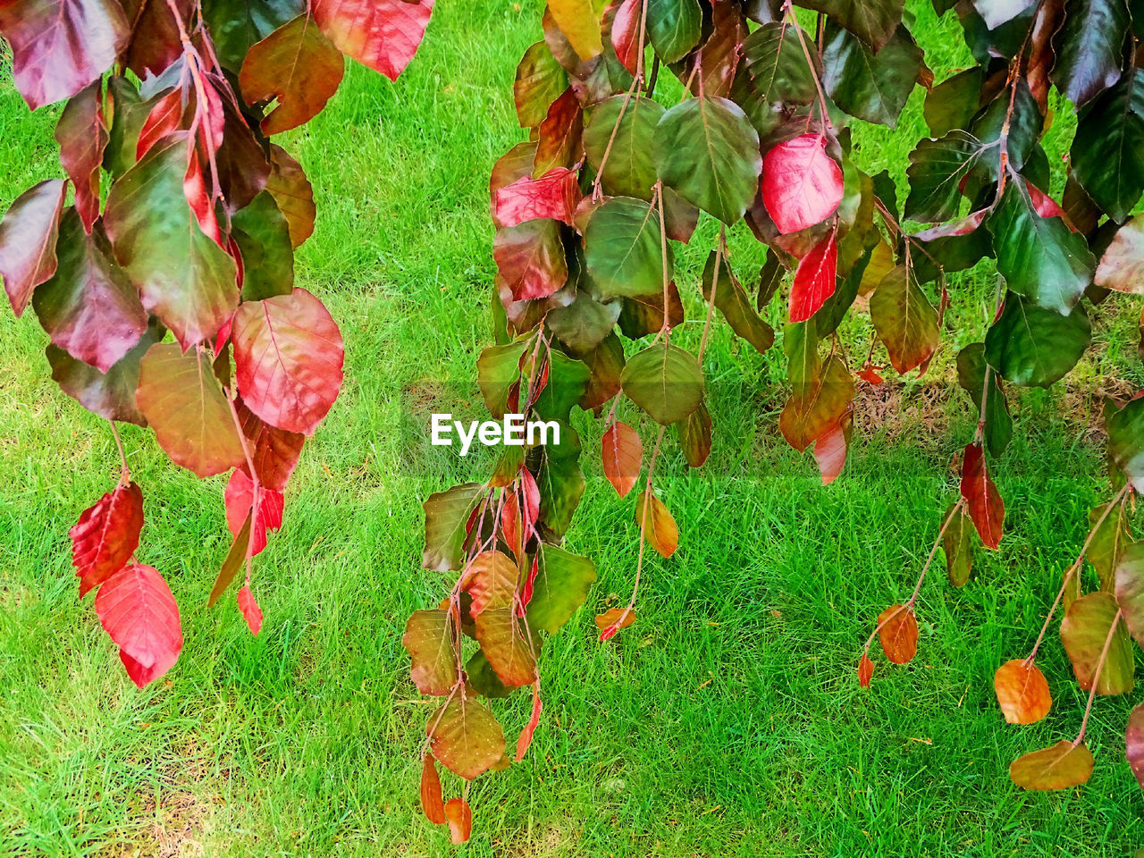 HIGH ANGLE VIEW OF GREEN PLANTS ON LAND