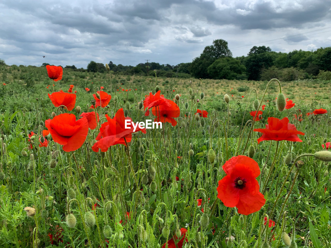 RED POPPY FLOWERS IN FIELD