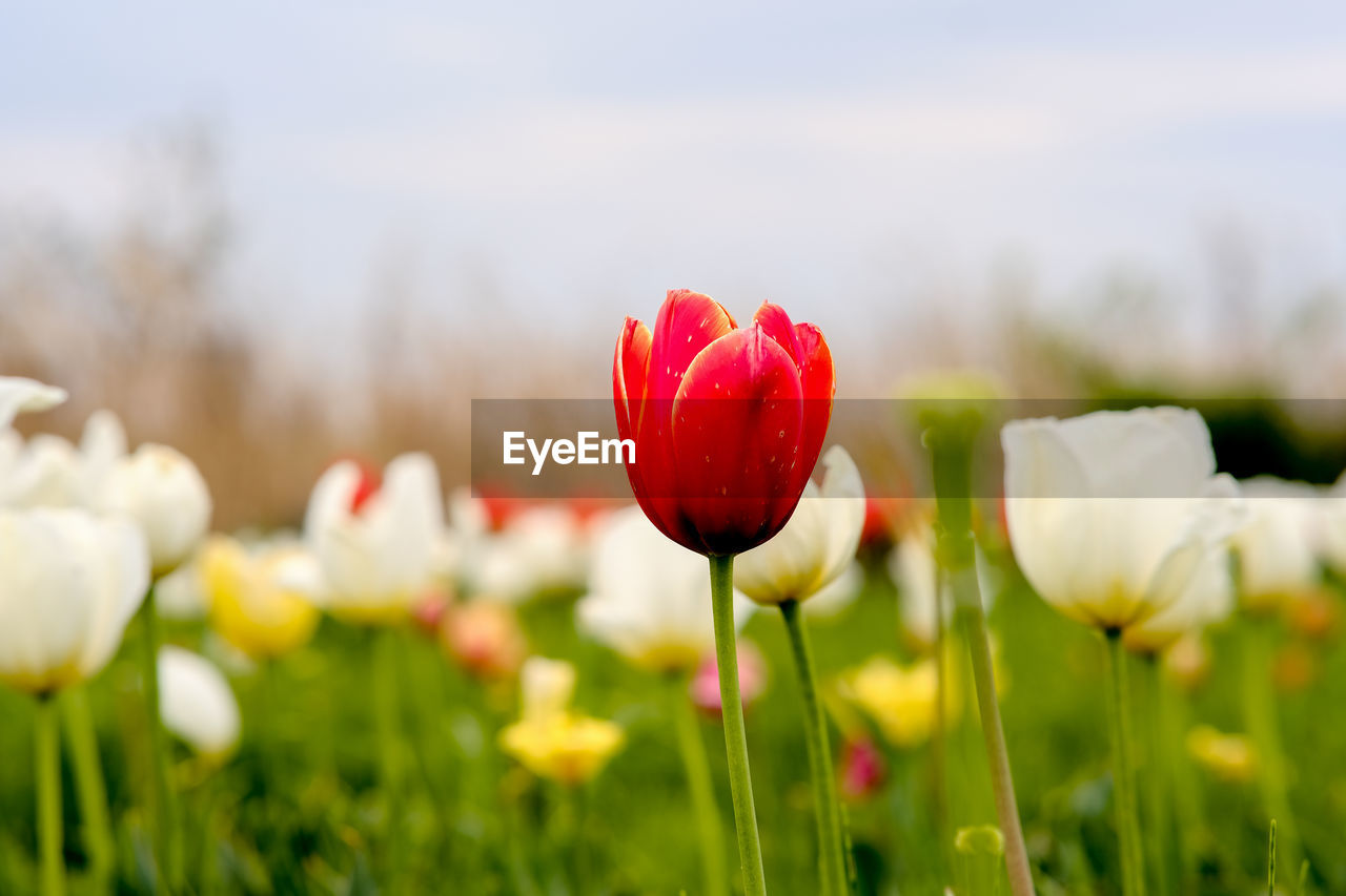 plant, flower, flowering plant, beauty in nature, freshness, nature, springtime, close-up, tulip, fragility, sky, red, field, petal, flower head, landscape, inflorescence, no people, grass, growth, environment, land, selective focus, focus on foreground, meadow, multi colored, outdoors, green, blossom, rural scene, summer, sunlight, day, plain, tranquility, white, flowerbed, non-urban scene, scenics - nature, tranquil scene, yellow, cloud, plant stem, pink, macro photography, idyllic, vibrant color, wildflower