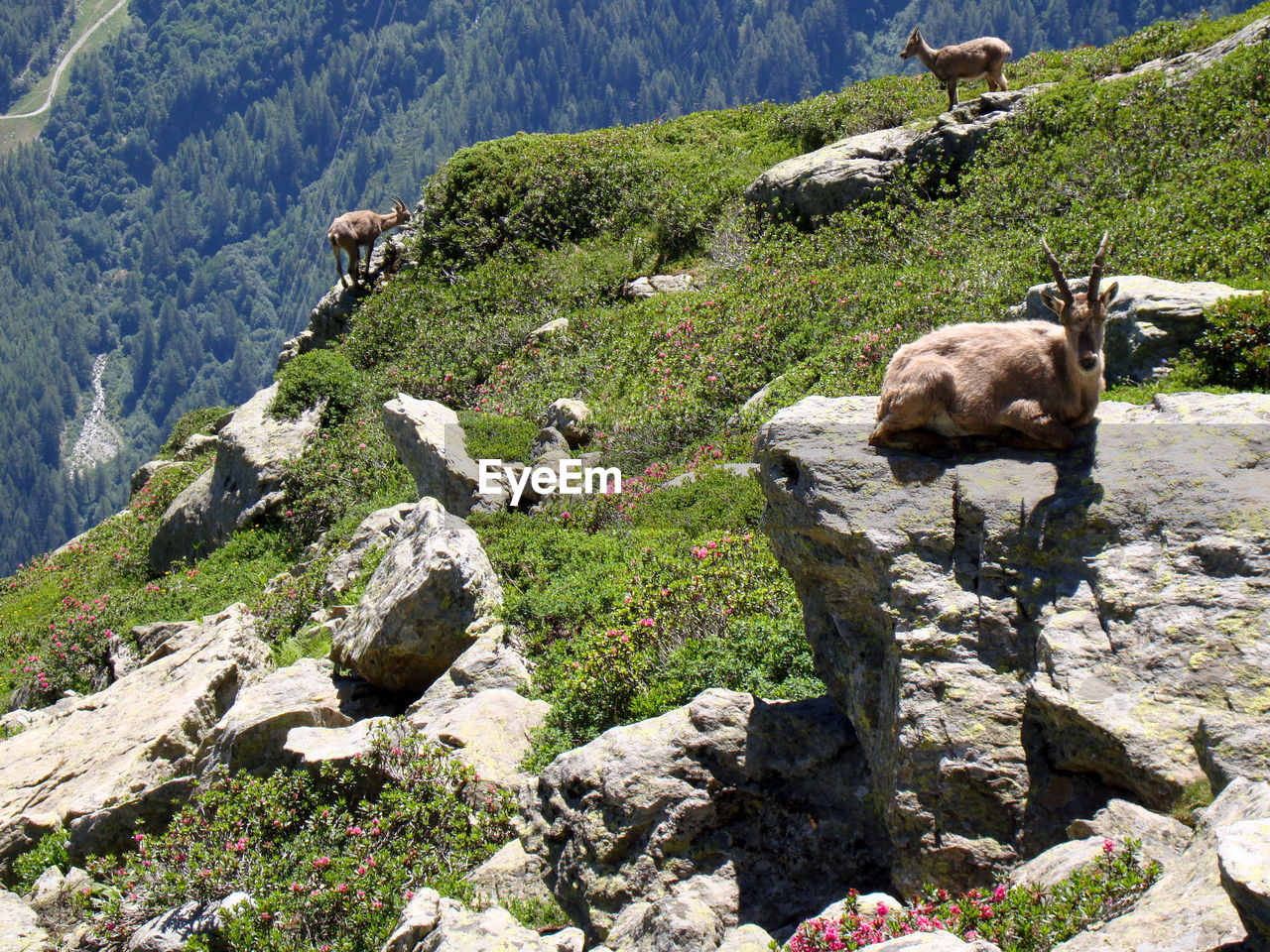 Alpine ibexes on rocks at mountain