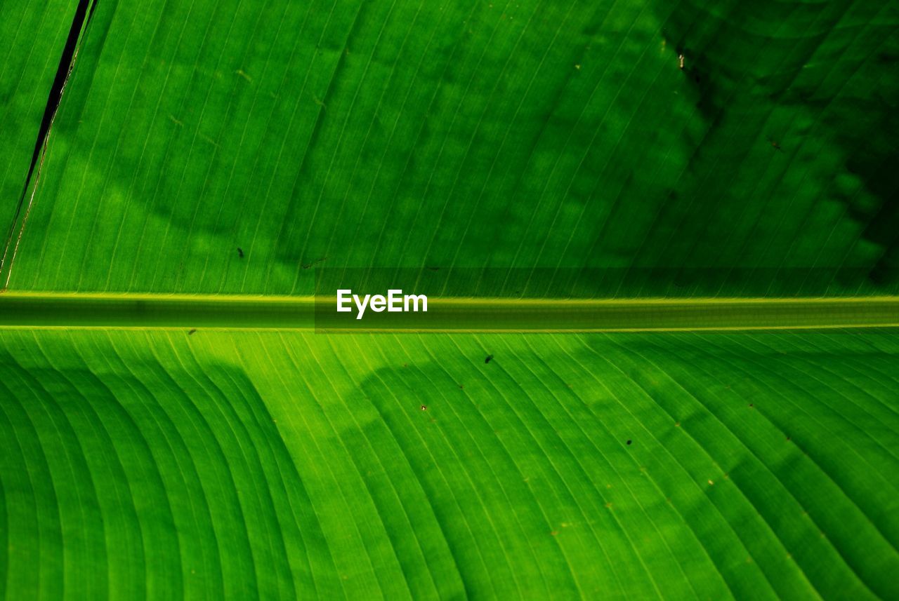 Full frame shot of banana leaf