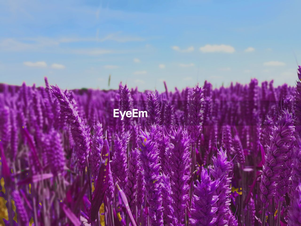 Close-up of lavender flowers blooming on field against sky