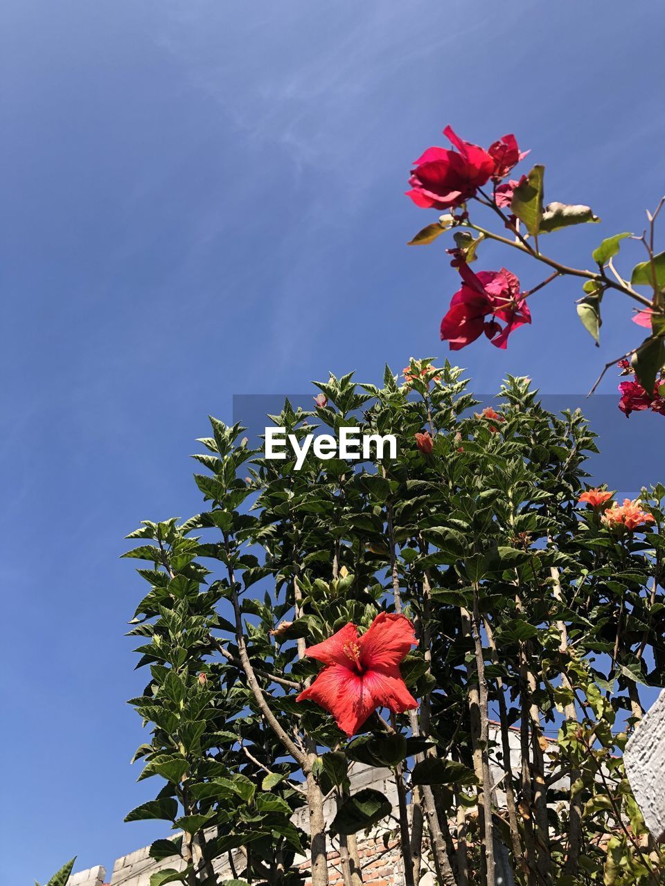 LOW ANGLE VIEW OF RED FLOWERING PLANTS AGAINST BLUE SKY