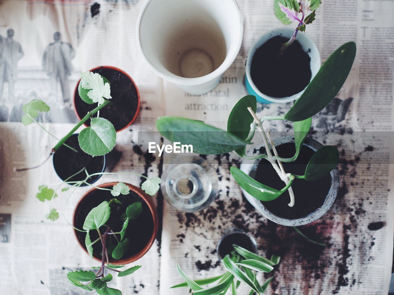 High angle view of potted plant on table