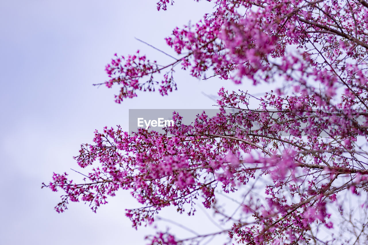 plant, tree, flower, blossom, beauty in nature, pink, branch, flowering plant, nature, cherry blossom, springtime, sky, low angle view, freshness, growth, fragility, no people, spring, outdoors, day, tranquility, clear sky, petal, leaf, cherry tree