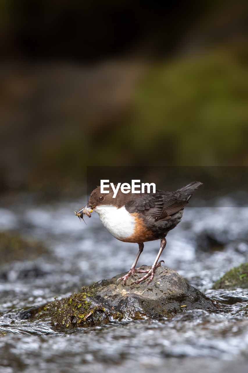 Close-up of bird perching on rock at stream